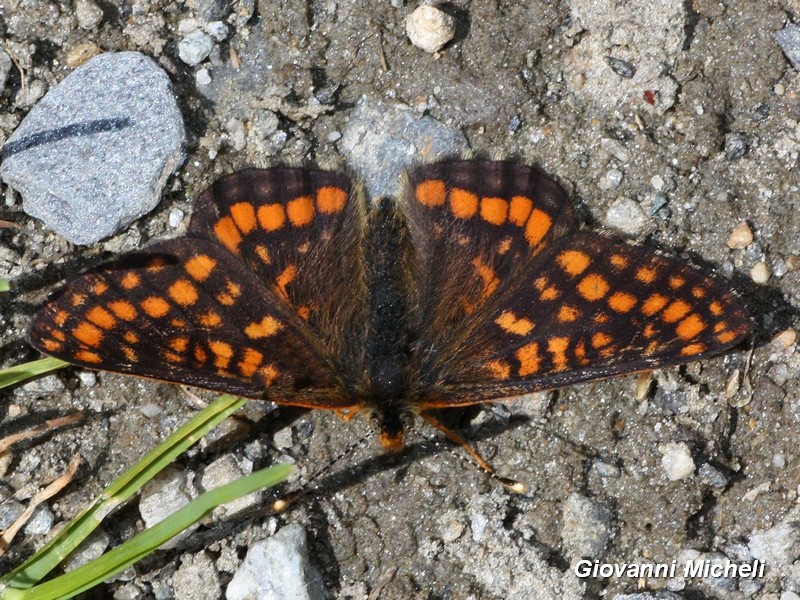 Euphydryas  intermedia..? S